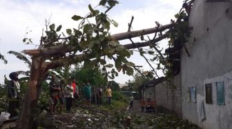 15 Pohon Tumbang Diterjang Hujan Deras di Kota Jogja, Rumah Warga Tertimpa