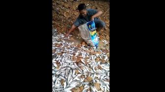 Fenomena Kekeringan Diduga Terjadi di Kubar, Jutaan Ikan Menggelepar, Warganet Sebut Karena Galian Lubang Tambang TCM