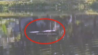 Viral Kemunculan Diduga Buaya Muara di Aliran Sungai Dekat PIK Jakarta Utara