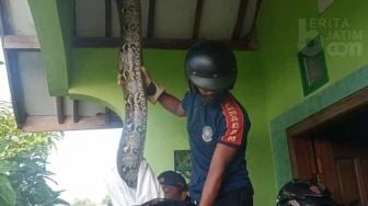 Heri Syok Berat Lihat Ular Sanca Segede Ini Nangkring di Plafon Rumahnya di Jombang