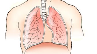 Fungsi Bronkus, Bagian dari Organ Pernapasan Manusia Tempat Udara Masuk ke Paru-paru