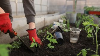 Tips Membuat Kebun Sayur di Rumah, Ini Berbagai Hal Penting yang Perlu Diperhatikan