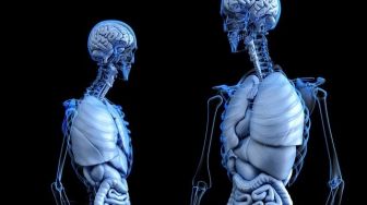 6 Fungsi Tulang pada Tubuh Manusia: Ternyata Tak Hanya Sekadar untuk Menopang Tubuh Saja!