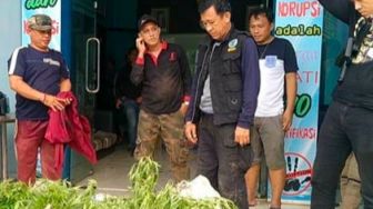 Ladang Ganja di Bukit Mandi Angin Empat Lawang Digerebek, Ribuan Pohon Ganja Diamankan