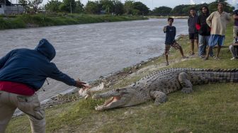 Buaya Raksasa Muncul di Pinggir Sungai Palu, Malah Dibuat Mainan Warga