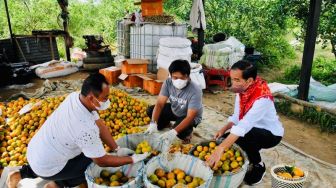 Tinjau Kampung Jeruk di Karo, Jokowi: Masih Perlu Banyak Perbaikan