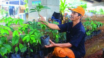 Petugas mengecek tanaman di kolong Tol Becakayu,Jakarta, Jumat (4/2/2022). [Suara.com/Septian]
