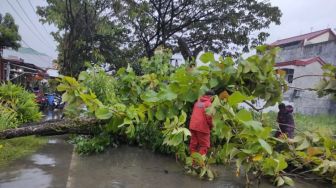 Hujan Disertai Angin Kencang Landa Jogja, Pohon Tumbang di 10 Titik