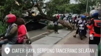 Sebuah Mobil Tertimpa Pohon Tumbang di Tangsel, Pengemudi Terluka Ringan