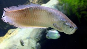 Ditinggal Mudik, Ikan Arwana Seharga Puluhan Juta Milik Perempuan Ini Mati