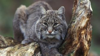 3 Fakta Bobcat, Kucing Hutan Liar yang Sering Dipelihara di Luar Negeri