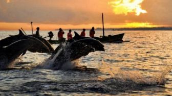 Viral Kawanan Lumba-lumba Muncul di Perairan Merak, GM ASDP Merak Pastikan Tak Ganggu Penyeberangan
