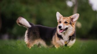 Canis Lupus Familiaris: Sejarah Domestikasi Anjing, Sahabat Sejati Manusia