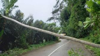 Duh! Diterjang Angin Ribut, Pohon di Banjarnegara Bertumbangan, Akses Jalan ke Dieng Tertutup