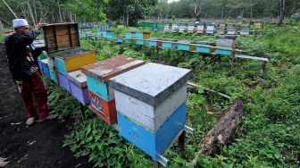 Pemilik lahan memeriksa lebah yang dibudidayakan di Rantau Karya, Geragai, Tanjungjabung Timur, Jambi, Selasa (8/2/2022). ANTARA FOTO/Wahdi Septiawan
