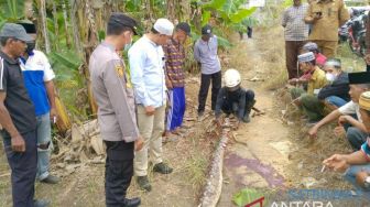 Nenek Batari Tewas Dililit Ular Piton Sepanjang 6 Meter saat Ingin Buang Air di Jamban