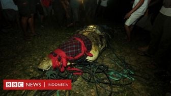 Buaya Terlilit Ban Motor di Palu Selama Enam Tahun Akhirnya Terbebas