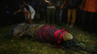 Buaya terjerat ban siap dilepaskan kembali di Sungai Palu, Palu, Sulawesi Tengah, Senin (7/2/2022).  ANTARA FOTO/Basri Marzuki