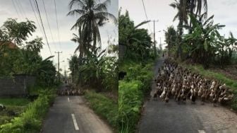 Cowok Pagi-pagi Diserbu 'Gangster' Bebek, Auto Serang Balik Bikin Pengangon Emosi