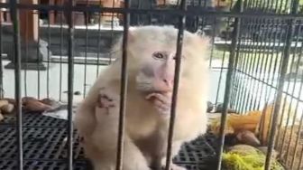 Monyet Putih Terluka di Pura Selonding Pecatu Viral, Kini Lukanya Sudah Diobati