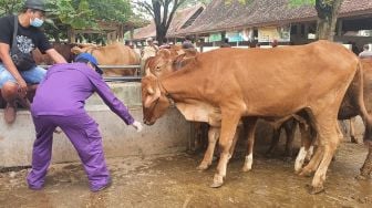 Antisipasi Penyebaran Antraks, Sampel Swab dan Tanah Pasar Hewan Ambarketawang Dikirim ke BBVet