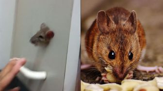 Viral! Tikus Kejepit di Lemari, Ekspresinya Sukses Bikin Warganet Ngakak