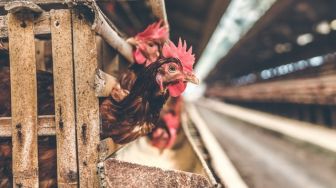 Emiten Widodo Makmur Perkasa (WMPP) Ekspansi Ekspor Olahan Daging Ayam ke China