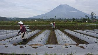 Para Petani di Lereng Gunung Semeru Mulai Garap Lahan Kembali