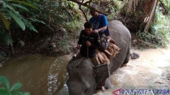 Cegah Konflik, KSDA Riau Giring Gajah Liar Keluar Permukiman Warga