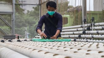 Warga saat melakukan perawatan sayur yang ditanam dengan sistem hidroponik di greenhouse atau rumah kaca di Rusun Menara Samawa, Pondok Kelapa, Jakarta Timur, Selasa (15/2/2022). [Suara.com/Alfian Winanto]