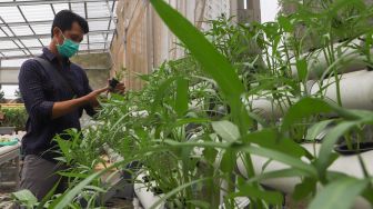 Melihat Pertanian Hidroponik di Greenhouse Rusun Menara Samawa