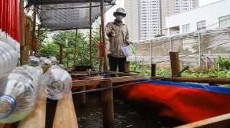 Warga merawat ikan budidaya di Rusun Menara Samawa, Pondok Kelapa, Jakarta Timur, Selasa (15/2/2022). [Suara.com/Alfian Winanto]