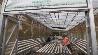 Warga saat melakukan perawatan sayur yang ditanam dengan sistem hidroponik di greenhouse atau rumah kaca di Rusun Menara Samawa, Pondok Kelapa, Jakarta Timur, Selasa (15/2/2022). [Suara.com/Alfian Winanto]