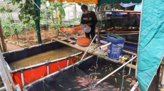 Warga merawat ikan budidaya di Rusun Menara Samawa, Pondok Kelapa, Jakarta Timur, Selasa (15/2/2022). [Suara.com/Alfian Winanto]