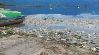 Bangkai Ikan Mati Massal di Danau Maninjau Keluarkan Bau Busuk, Tercium hingga Jarak 1 Kilometer