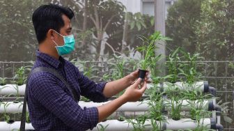 Warga saat melakukan perawatan sayur yang ditanam dengan sistem hidroponik di greenhouse atau rumah kaca di Rusun Menara Samawa, Pondok Kelapa, Jakarta Timur, Selasa (15/2/2022). [Suara.com/Alfian Winanto]