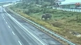 Codet si Gajah Jantan Tertangkap Kamera di Jalan Tol, BBKSDA: Cari Teman atau Betina