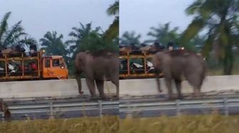 Gajah Nekat Seberangi Tol Pekanbaru-Dumai Gegara Ingin Kawin