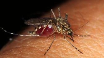 Kementerian Kesehatan Luncurkan Mobil Pemburu Nyamuk