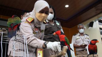 Kepala Karantina Pertanian Surabaya Cicik Sri Sukarsih (kiri) menunjukkan burung nuri kepala hitam (lorius lory) saat ungkap kasus penyelundupan satwa dilindungi di Kantor Balai Besar Karantina Pertanian Surabaya, Juanda, Sidoarjo, Jawa Timur, Kamis (17/2/2022). [ANTARA FOTO/Umarul Faruq]