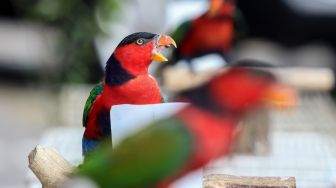 Tiga ekor burung nuri kepala hitam (lorius lory) ditunjukkan saat ungkap kasus penyelundupan satwa dilindungi di Kantor Balai Besar Karantina Pertanian Surabaya, Juanda, Sidoarjo, Jawa Timur, Kamis (17/2/2022). [ANTARA FOTO/Umarul Faruq]