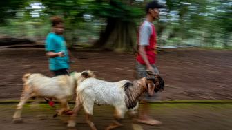 Warga membawa kambing sumbangan untuk dikurbankan dalam tradisi Nyadran di kompleks pemakaman Sentono, Kelurahan Ngijo, Gunungpati, Semarang, Jawa Tengah, Kamis (17/2/2021). [ANTARA FOTO/Aji Styawan/rwa]