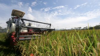 Pertanian Dengan Padi Organik di Gorontalo