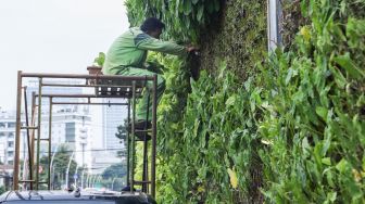 Petugas melakukan perawatan taman vertikal di Kawasan Tugu Tani, Jakarta Pusat, Jumat (18/2/2022). [Suara.com/Alfian Winanto]