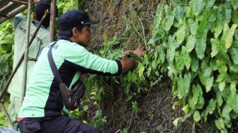 Petugas melakukan perawatan taman vertikal di Kawasan Tugu Tani, Jakarta Pusat, Jumat (18/2/2022). [Suara.com/Alfian Winanto]