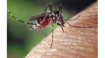 4 Fakta Nyamuk Aedes Aegypti, Penyebab DBD yang Dialami Atta Halilintar