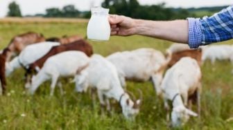 Tak Hanya Sapi, Susu Kambing Juga Dapat Memberikan 5 Manfaat Ini bagi Tubuh