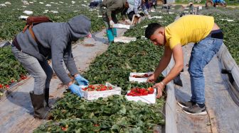 Para Petani memetik stroberi di ladang di desa Kadima, Israel, Kamis (17/2/2022). [JACK GUEZ / AFP]
