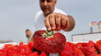 Petani Israel Tzachi Ariel menunjukkan stroberi seberat 289 gram yang ditemukan di ladang pertaniannya dan memecahkan rekor Guinness World Records baru untuk stroberi terberat di dunia di desa Kadima, Israel, Kamis (17/2/2022). [JACK GUEZ / AFP]