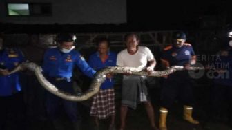 Ada Suara Gaduh dari Kandang, Ternyata Ular Sanca 5 Meter Lagi Lahap Ayam di Lamongan